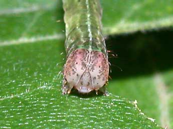  Chenille de Cyclophora annularia F. - �Philippe Mothiron