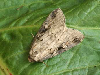 Stilbia anomala Hw. adulte - �Daniel Morel