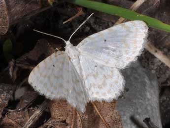 Asthena anseraria H.-S. adulte - �Philippe Mothiron