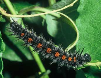  Chenille de Nymphalis antiopa L. - �Philippe Mothiron