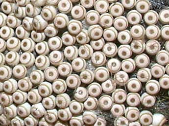  Oeuf de Orgyia antiqua L. - �Philippe Mothiron