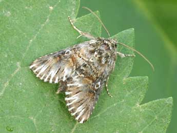 Omphalophana antirrhinii Hb. adulte - �Daniel Morel