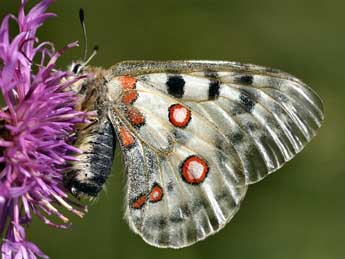 Parnassius apollo L. adulte - �Daniel Morel
