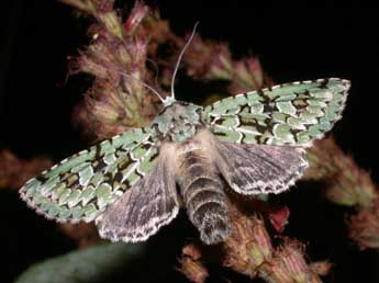 Griposia aprilina L. adulte - �Philippe Mothiron
