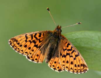 Boloria aquilonaris Stichel adulte - �Daniel Morel