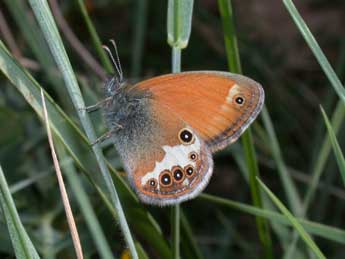 Coenonympha arcania L. adulte - �Philippe Mothiron