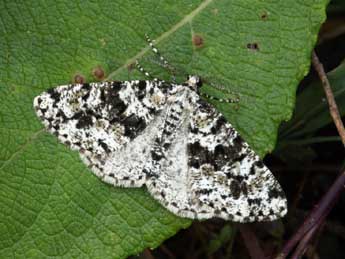 Fagivorina arenaria Hfn. adulte - �Daniel Morel