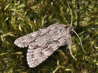 Xylocampa areola Esp. adulte - �Philippe Mothiron