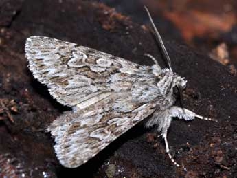 Xylocampa areola Esp. adulte - �J�r�me Barbut