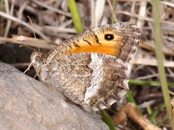 Arethusana arethusa D. & S. adulte - �Philippe Mothiron