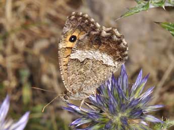 Arethusana arethusa D. & S. adulte - �Philippe Mothiron