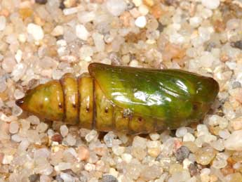  Chrysalide de Cucullia argentea Hfn. - �Lionel Taurand