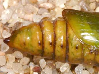  Chrysalide de Cucullia argentea Hfn. - �Lionel Taurand