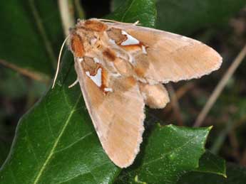 Spatalia argentina D. & S. adulte - �Philippe Mothiron