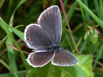 Cupido argiades Pall. adulte - �Philippe Mothiron