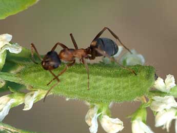  Chenille de Cupido argiades Pall. - �Tristan Lafranchis