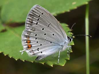 Cupido argiades Pall. adulte - �Philippe Mothiron