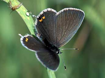 Cupido argiades Pall. adulte - �Tristan Lafranchis