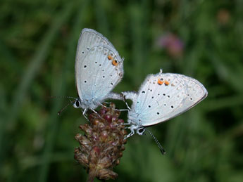 Cupido argiades Pall. adulte - �Philippe Mothiron