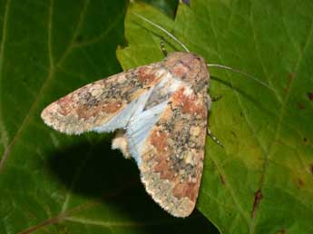 Polymixis argillaceago Hb. adulte - �Philippe Mothiron