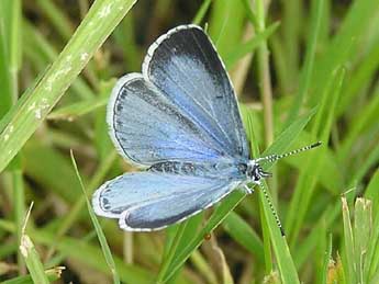 Celastrina argiolus L. adulte - �Catherine Wellings