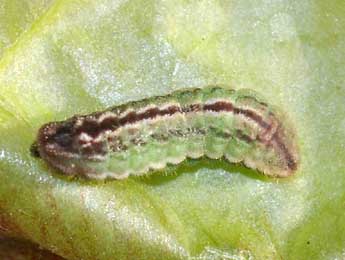  Chenille de Plebejus argus L. - �Yvan Diringer