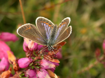 Plebejus argus L. adulte - �Philippe Mothiron