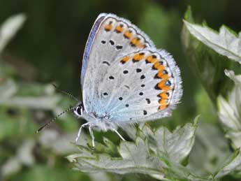 Plebejus argyrognomon Brgstr. adulte - �Philippe Mothiron