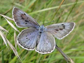 Phengaris arion L. adulte - �Jean-Pierre Arnaud