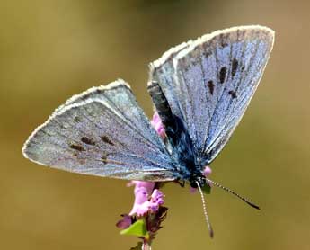 Phengaris arion L. adulte - �Daniel Morel