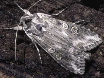 Cucullia artemisiae Hfn. adulte - �Serge Wambeke