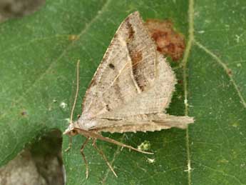 Macaria artesiaria D. & S. adulte - �Daniel Morel