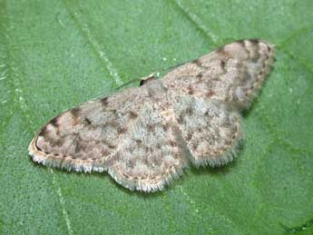 Scopula asellaria H.-S. adulte - �Philippe Mothiron