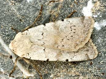 Xestia ashworthii Dbld. adulte - �Daniel Morel