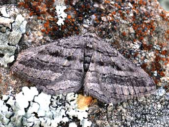 Rhoptria asperaria Hb. adulte - �Daniel Morel