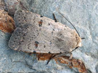 Caradrina aspersa Rbr adulte - �Daniel Morel