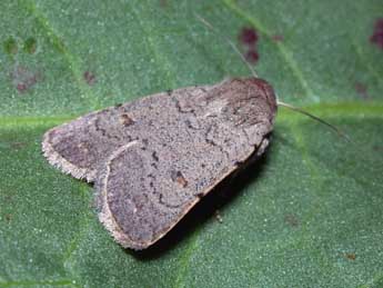 Caradrina aspersa Rbr adulte - �Philippe Mothiron