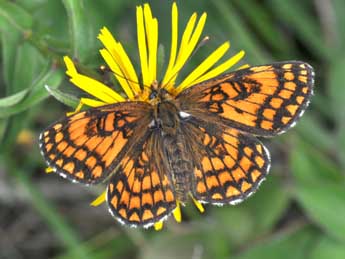 Melitaea athalia Rott. adulte - �Philippe Mothiron