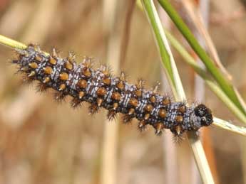  Chenille de Melitaea athalia Rott. - �Philippe Mothiron