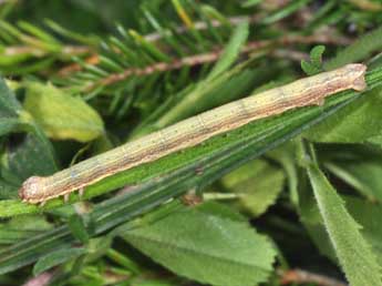  Chenille de Ematurga atomaria L. - �Philippe Mothiron