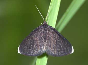 Odezia atrata L. adulte - �Claire Hodd�