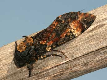 Acherontia atropos L. adulte - �Daniel Morel