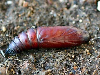  Chrysalide de Acherontia atropos L. - �Daniel Morel