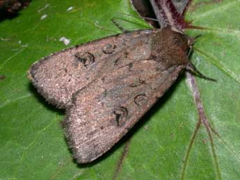 Graphiphora augur F. adulte - �Philippe Mothiron