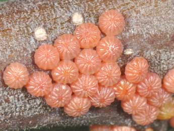  Oeuf de Tiliacea aurago D. & S. - �Philippe Mothiron