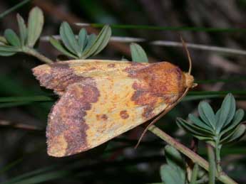 Tiliacea aurago D. & S. adulte - �Philippe Mothiron