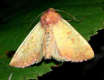 Tiliacea aurago D. & S. adulte - �Philippe Mothiron