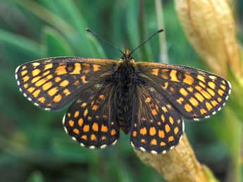 Melitaea aurelia Nick. adulte - �Tristan Lafranchis