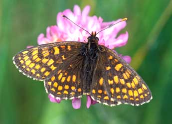 Melitaea aurelia Nick. adulte - �Tristan Lafranchis