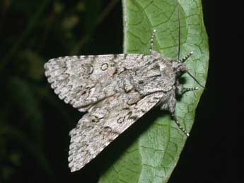 Acronicta auricoma D. & S. adulte - �Philippe Mothiron